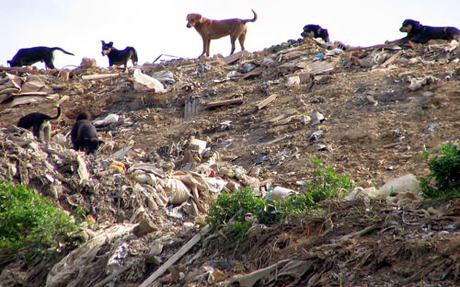 Trash-mound dogs have settled in on the landfill in Okinawa City.